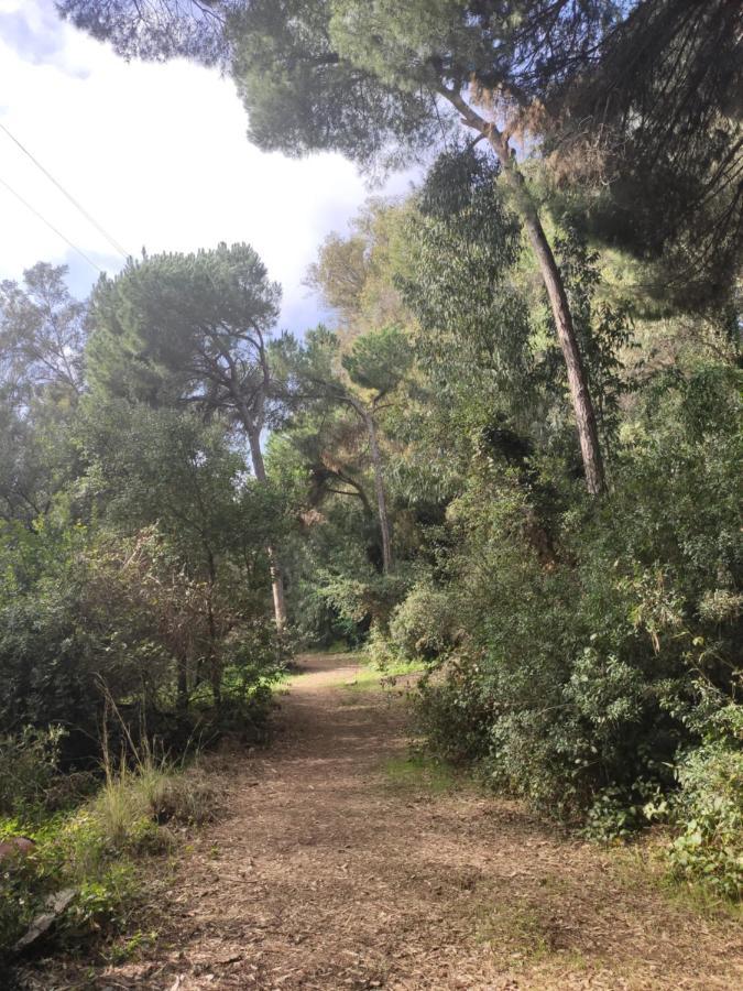 Forest Paradise * Marbella